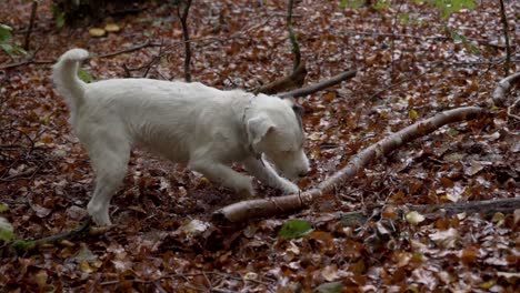 jack-russell-hund spielt intensiv mit einem großen stock