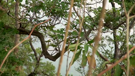 cámara lenta a través de las ramas de la jungla exuberante bosque verde rodeado de niebla matutina