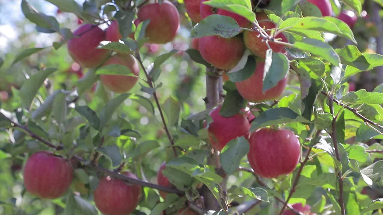 red apples are ripening on the branches of trees in the garden in summer. Gardening