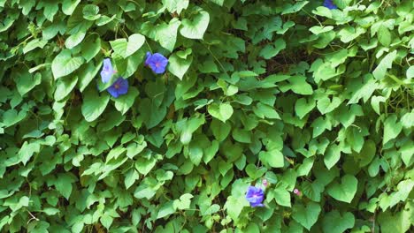 Vista-De-La-Enredadera-Con-Algunas-Flores-Moradas-De-La-Gloria-De-La-Mañana