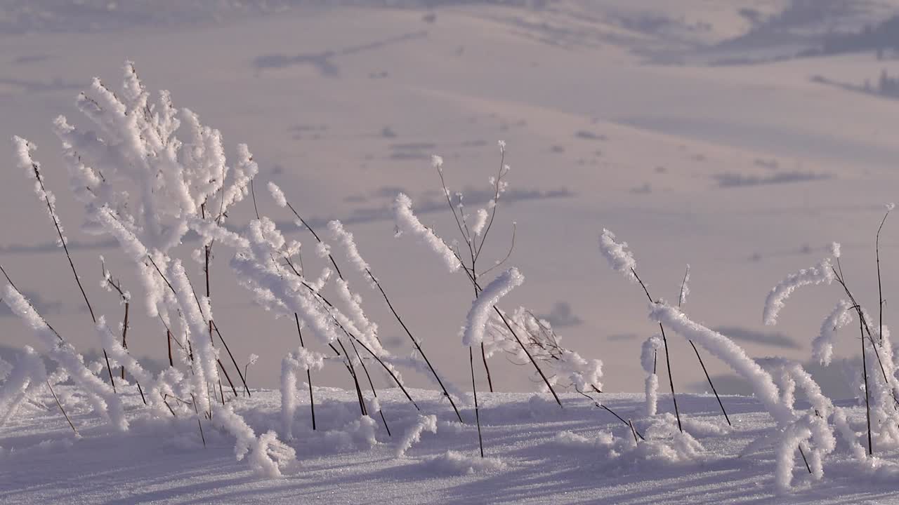 겨울 풍경에 눈으로 덮인 땅의 작은 나뭇가지를 가로질러 천천히 팬