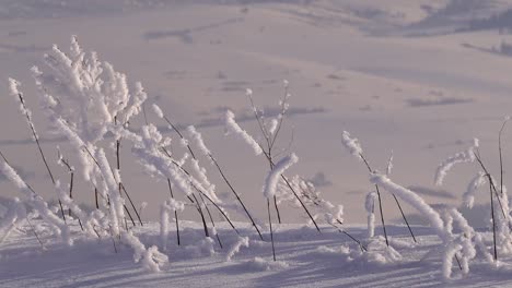 cacerola lenta a través de pequeñas ramitas en el suelo cubierto de nieve en el paisaje invernal