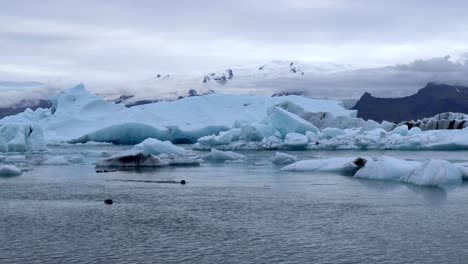 seal swimming and diving in between ice rocks of jökulsárlón glacier in iceland, 4k