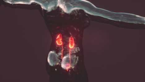 Kidney-health-care-concept-with-transparent-body