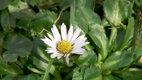 white daisy with a yellow central disc growing on a grass verge alongside the road in braunston, rutland, england