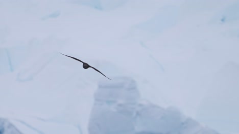 pájaros volando más allá de los glaciares y el hielo en el paisaje antártico, aves marinas en cámara lenta volando en vuelo en invierno escena del paisaje con increíble hermosa escena helada fría, increíble skua en la naturaleza antártica