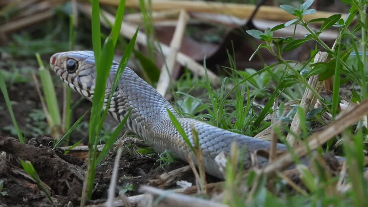 Cobra-rato em área de lagoa gramada à espera da presa