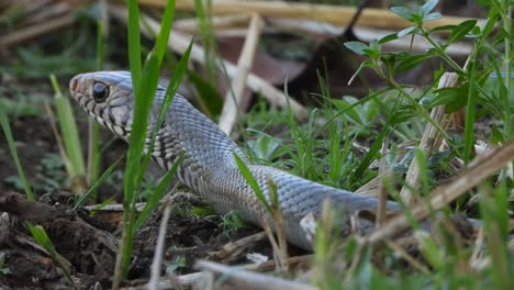 Serpiente-De-Rata-En-El-área-Del-Estanque-De-Hierba-Esperando-Palanca