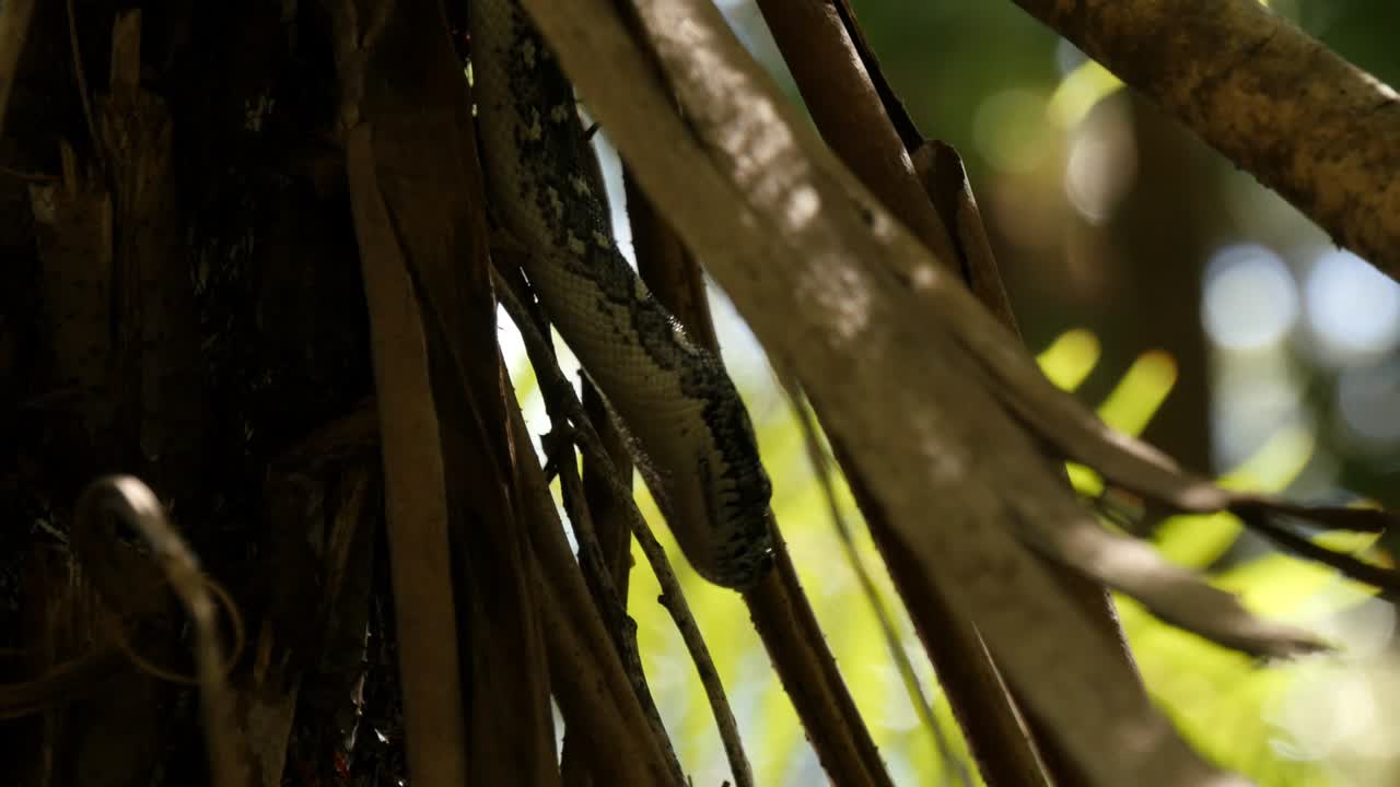 serpiente pitón en el bosque tropical árbol de helecho - pitón diamante