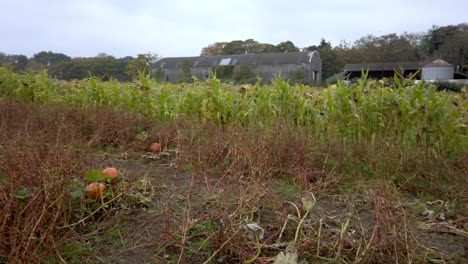 Toma-De-Pan-De-Calabazas-De-Halloween-Y-Campo-De-Maíz-En-Tierras-De-Cultivo-En-Otoño