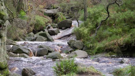 tranquil autumn and winter woods, a meandering stream by the riverbank, golden oak trees, and fallen bronze leaves