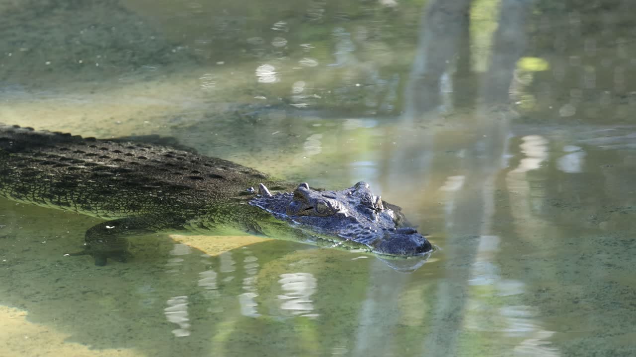 cocodrilo deslizándose por el agua en el zoológico de australia