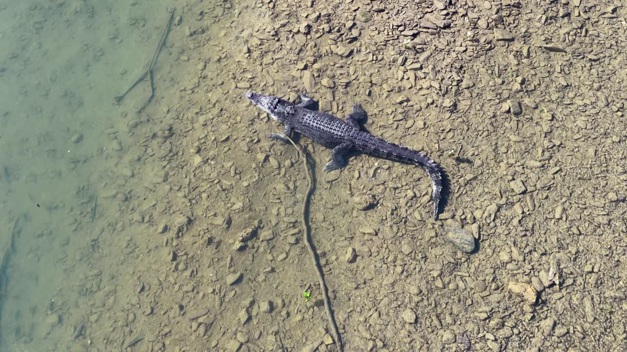 Drone footage captures a saltwater crocodile on a rocky riverbank in Port Douglas, Australia, highlighting its natural habitat and behavior