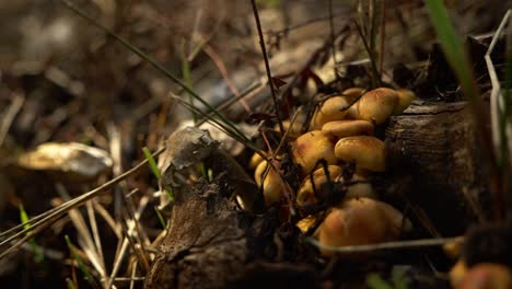 close up on mushrooms on wood pan out