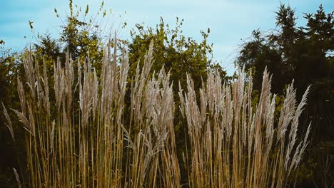 Long-distance,-still-shot-of-two-raven-plume-grass-plants-swaying-in-the-wind