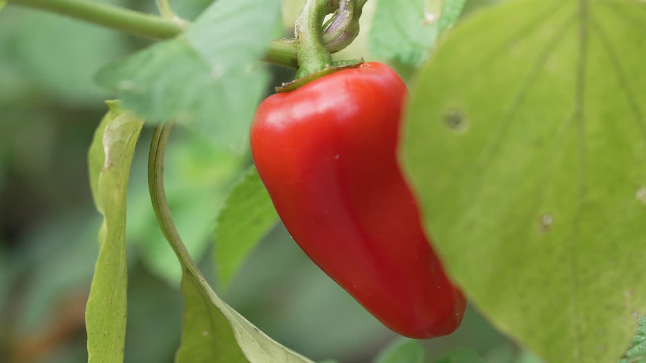 정원에서 자라는 작은  ⁇ 은 고추의 클로즈업