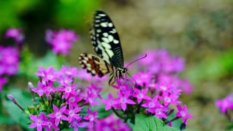 Schmetterling-Frisst-Nektar-In-Zeitlupe