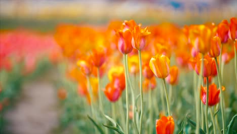 holland tulips flowers festival springtime authentic traditional dutch culture 4k