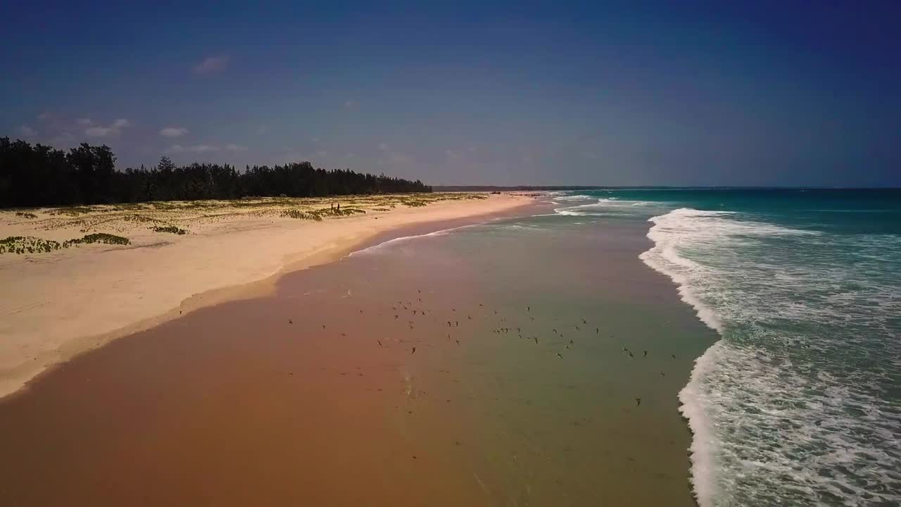 vuelo aéreo sobre las aves de la playa