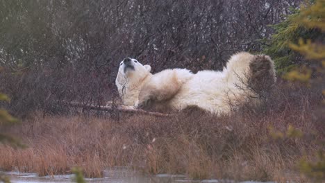 la nieve en cámara lenta y el oso polar ruedan inquietos entre los matorrales y árboles subárticos de churchill, manitoba.