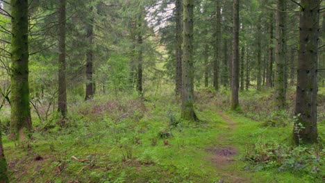 cinematic image of forest during sunny day.