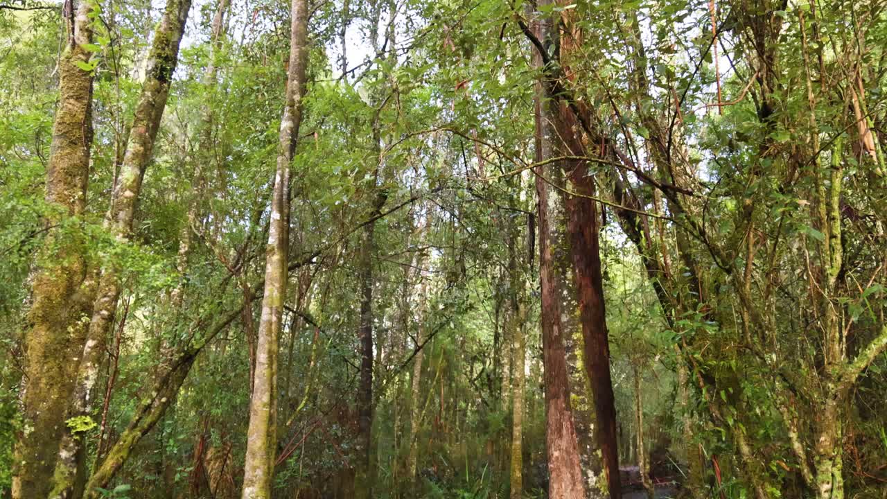 un paseo sereno a través de un exuberante bosque tropical