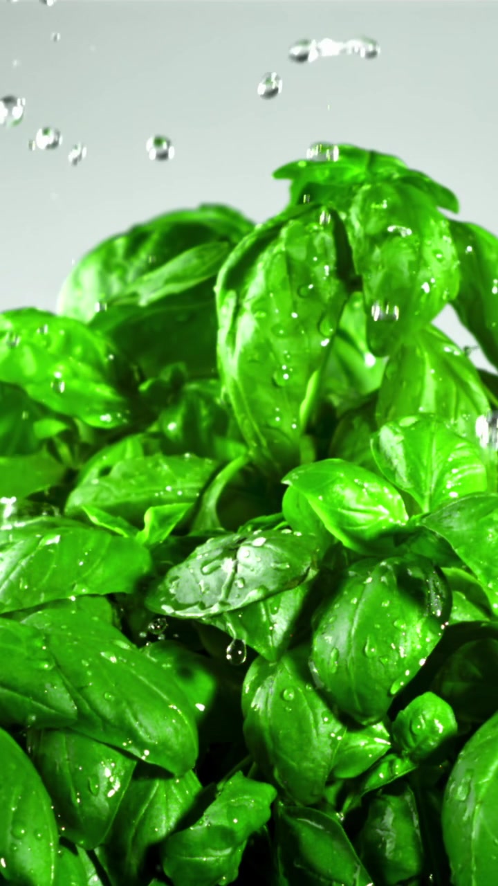 Gocce d'acqua che cadono su foglie fresche di basilico verde