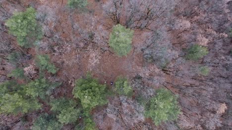 vista aérea de un hombre de pie en un bosque. francia de otoño.