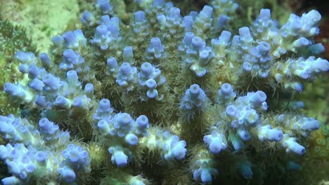 blue hard coral with open polyps, close up shot