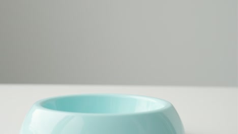 el alimento seco para gatos o perros se vierte en un cuenco azul sobre un fondo blanco.