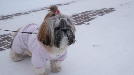 dog is walking. shih tzu is wearing pink costume, standing in the winter park.