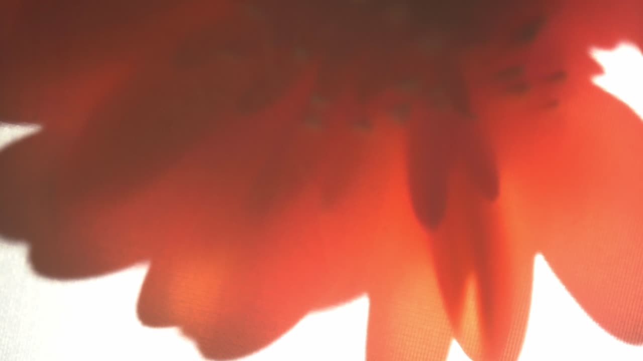 Close Up Dreamy Silhouette Shot Of A Colourful Flower With Red Petals, Hidden By A Shadow.