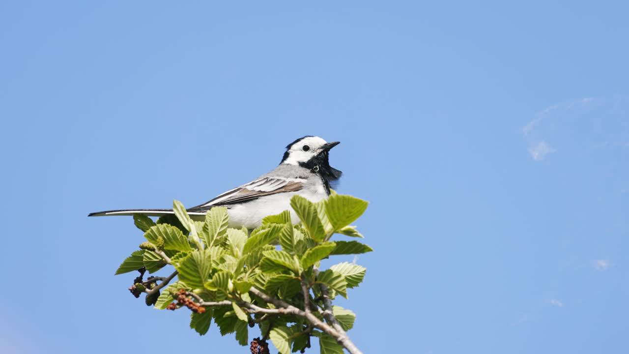white wagtail bird (Motacilla alba) singing on a branch on a clear day. slowmotion