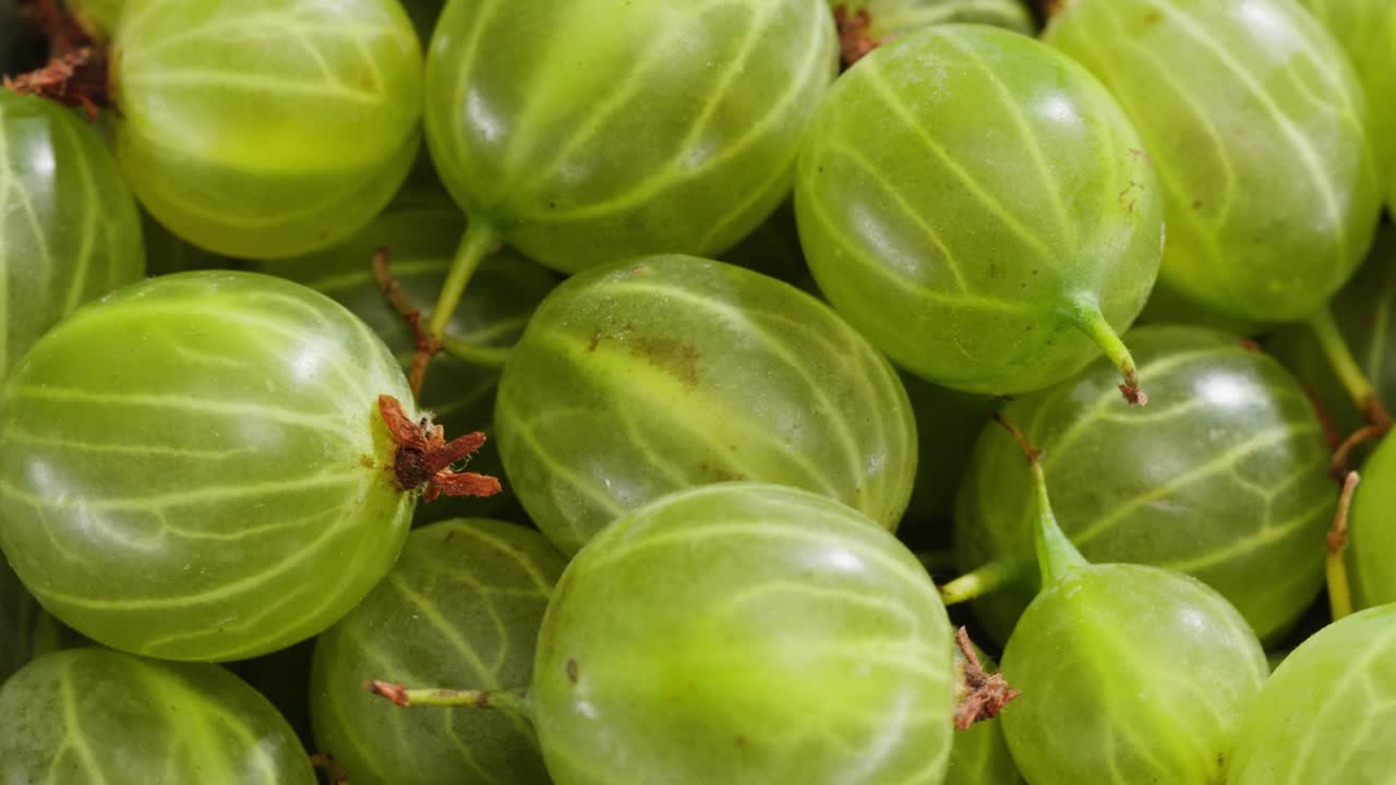 초록색 가시베리 어리