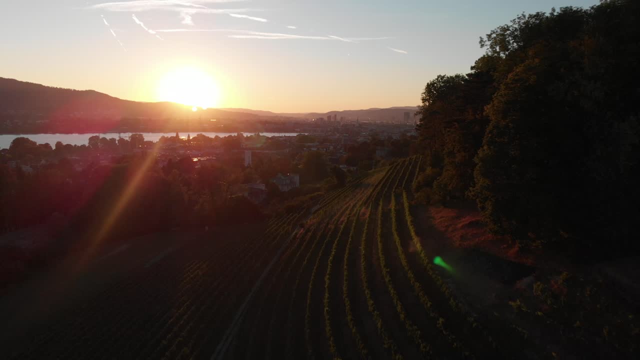Ripresa aerea con drone che vola all'indietro sopra i vigneti al tramonto nella città di Zurigo, Svizzera