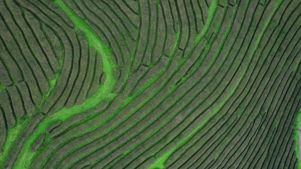 Aerial View of Lush Green Tea Plantation Terraces