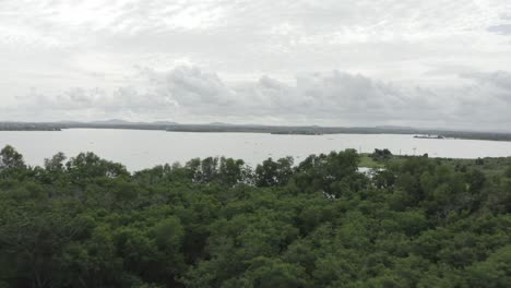 aerial view from vegetation to river
