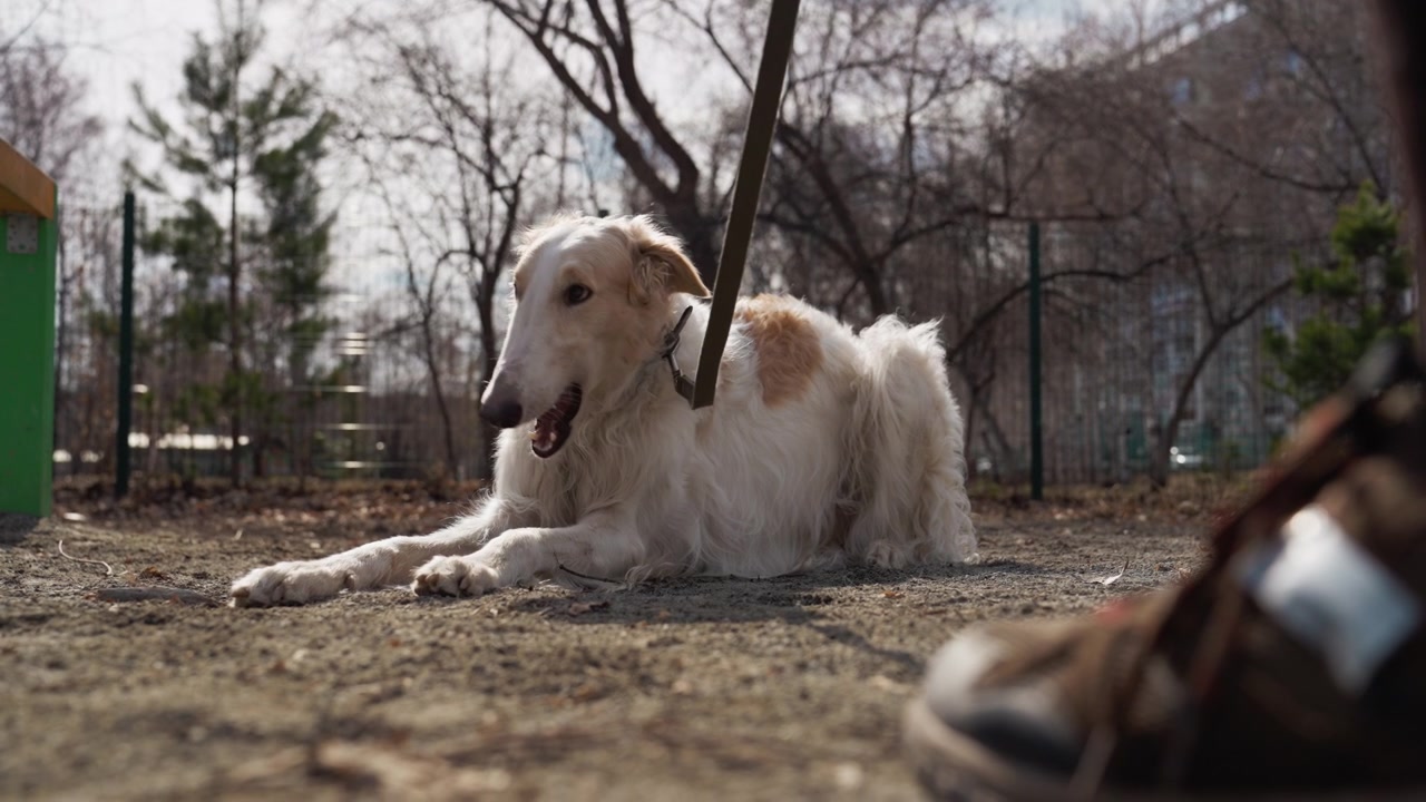 Un cane bianco e fulvo giace a terra in un parco, guardando occasionalmente la mano del suo proprietario che tiene il guinzaglio. Lo sfondo presenta alberi spogli e un'area recintata all'aperto con una soffusa illuminazione diurna.