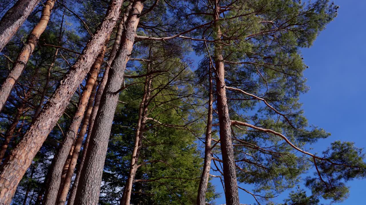Cedar forest scene with towering trees set against a vibrant sky