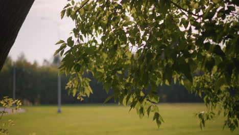 branches with green leaves gently swaying in breeze against background of open field, goalpost, and poles, sunlight filters through leaves