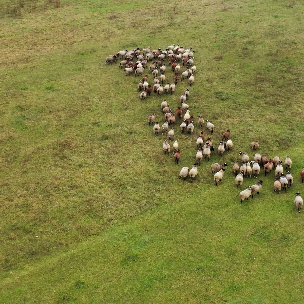 Herd of sheep moving. Flock of sheep on a meadow. Group of domestic animals on field. Aerial view. Livestock concept.