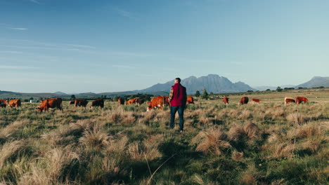 vacas, agricultura y granjero caminando por el campo