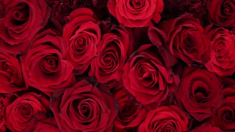 natural red roses background closeup