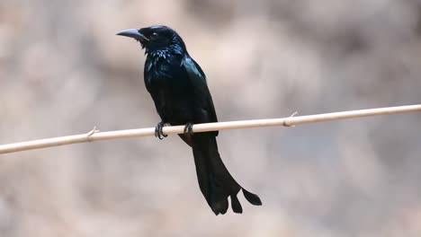 Der-Haarhauben-Drongo-Oder-Ist-In-Asien-Ein-Vogel-Aus-Der-Familie-Der-Dicruridae,-Der-Mit-Dicrurus-Bracteatus-Oder-Spangled-Drongo-Konspezifisch-War,-Bei-Dem-Es-Schwierig-Sein-Kann,-Ihn-Voneinander-Zu-Unterscheiden