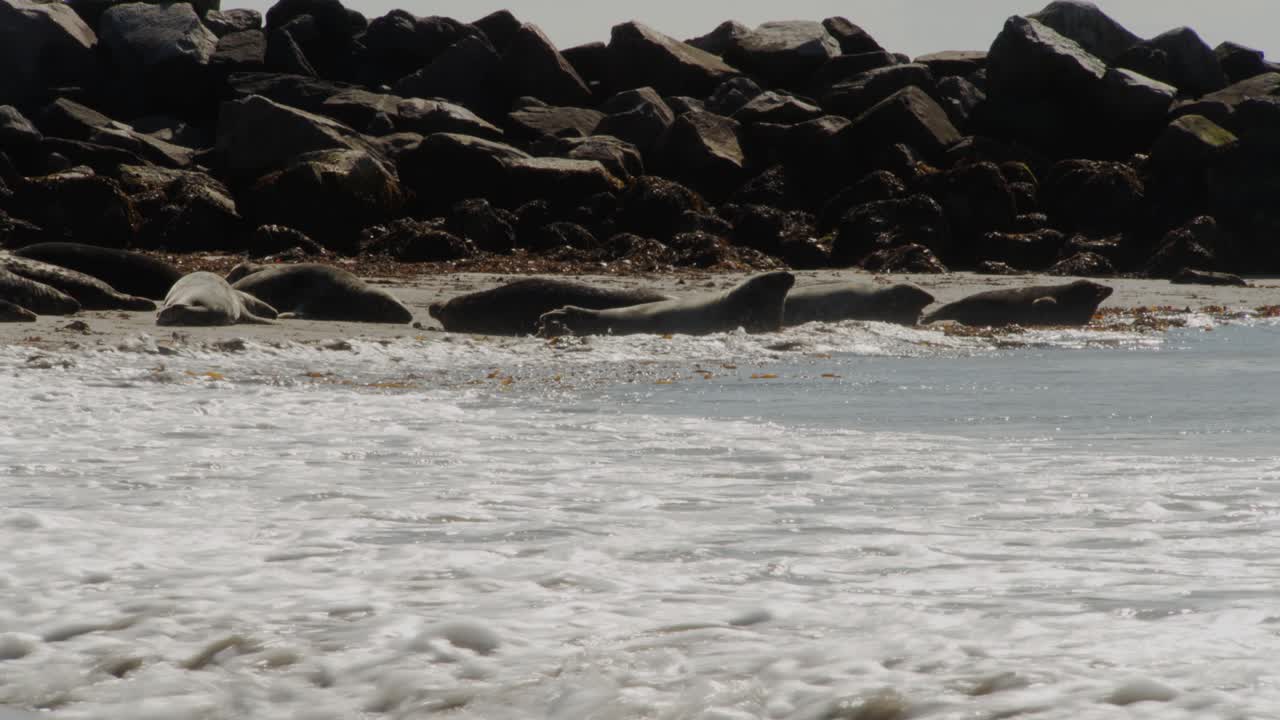 폭풍우가 몰아치는 파도와 함께 바다 해안선에서 자고 있는 물개 무리, 정적인 전망