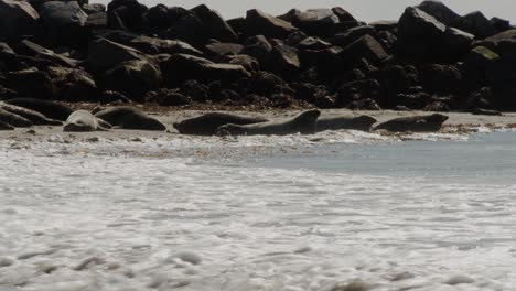 group of seals sleeping on ocean coastline with stormy waves hitting in, static view