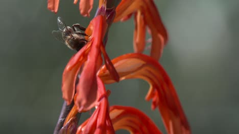 abejas en sudáfrica arrastrándose sobre una flor naranja y amarilla alta