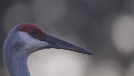 sandhill crane closeup headshot head turn with eyes