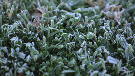 icy grass in the morning. close up shot