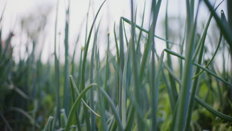 close-up of growing chives onion in a garden.